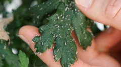 The banker plants are home to aphids that aren't harmful to the crop. The banker plants are home to aphids that aren't harmful to the crop.