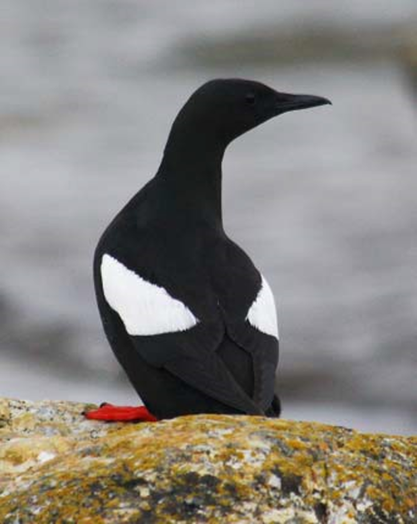 Black guillemot Black guillemot