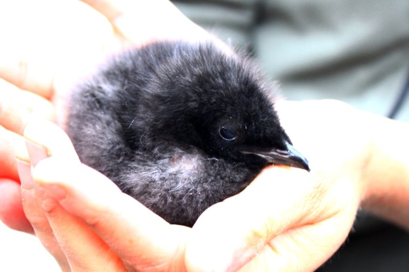 Guillemot chick in hand Guillemot chick in hand