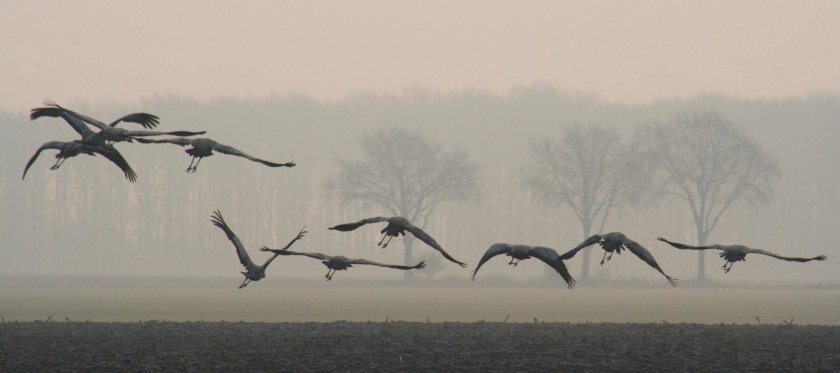 Cranes Cranes