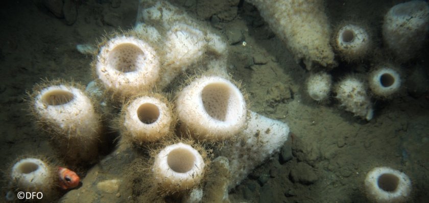 sponge.jpg