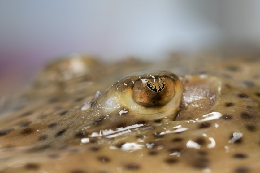 Spotted ray, credits: WUR Spotted ray, credits: WUR