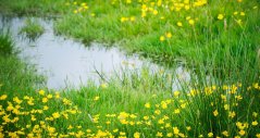 Luckily, grass has the ability to recover fairly quickly from dry or wet spells Luckily, grass has the ability to recover fairly quickly from dry or wet spells