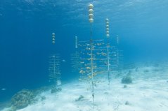 Critically endangered Elkhorn Coral being grown on trees in an effort to restore coral reefs off Bonaire. Foto: Shutterstock Critically endangered Elkhorn Coral being grown on trees in an effort to restore coral reefs off Bonaire. Foto: Shutterstock