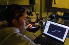 Researcher Laura Gentile observes a larvae with cardiac edema Researcher Laura Gentile observes a larvae with cardiac edema