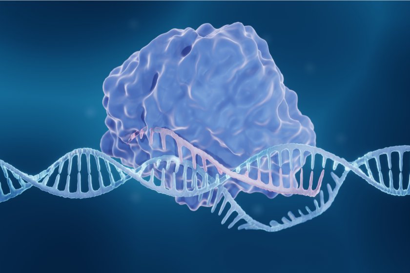 The CRISPR-system The CRISPR-system