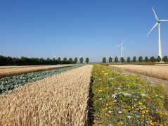 The pilot site in Lelystad, christened 'Farm of the Future', shows that monoculture does not have to be the norm. (Photo: Fogelina Cuperus) The pilot site in Lelystad, christened 'Farm of the Future', shows that monoculture does not have to be the norm. (Photo: Fogelina Cuperus)
