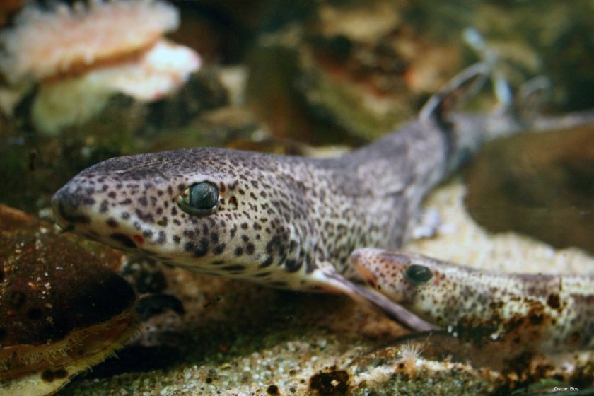 How do sharks and rays react to the electric fields around power cables? Photo: Oscar Bos. How do sharks and rays react to the electric fields around power cables? Photo: Oscar Bos.
