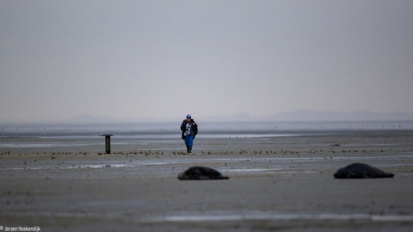 Sophie Brasseur during a seal count on the Wadden island Griend (photo: Jeroen Hoekendijk) Sophie Brasseur during a seal count on the Wadden island Griend (photo: Jeroen Hoekendijk)