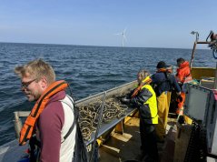 Fisherman Stefan Tijsen on his trawler WR147 sorting catches together with researchers in the Hollandse Kust Zuid wind farm. Photo: WUR Fisherman Stefan Tijsen on his trawler WR147 sorting catches together with researchers in the Hollandse Kust Zuid wind farm. Photo: WUR
