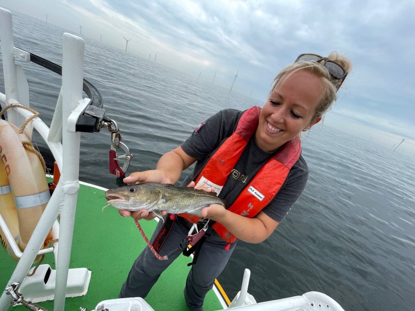 Sophie Neitzel (WMR) catches cod in the Borssele wind farm which are then given a transmitter to learn more about their behaviour. Sophie Neitzel (WMR) catches cod in the Borssele wind farm which are then given a transmitter to learn more about their behaviour.
