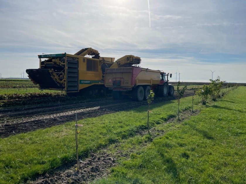 A young agroforestry system. On the picture, you can see a machine harvesting beetroot and a strip with young hazelnut trees A young agroforestry system. On the picture, you can see a machine harvesting beetroot and a strip with young hazelnut trees