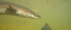 Silver eel swimming past an acoustic receiver Silver eel swimming past an acoustic receiver