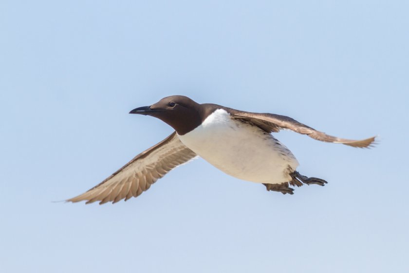 Research shows that razorbills and guillemots don’t like to swim between the wind turbines. Research shows that razorbills and guillemots don’t like to swim between the wind turbines.