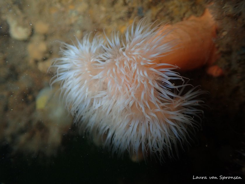 According to the North Sea Agreement, 15% of the sea should be set aside for nature. This should be realised by 2030. Image: Laura van Spronsen. According to the North Sea Agreement, 15% of the sea should be set aside for nature. This should be realised by 2030. Image: Laura van Spronsen.