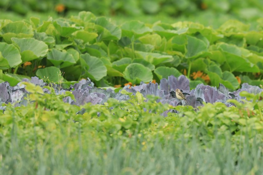 Strip cropping contributes to biodiversity and benefits insects and birds, among other animals. Strip cropping contributes to biodiversity and benefits insects and birds, among other animals.