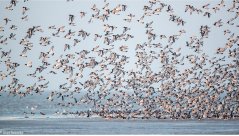 The North Sea has become an 'anthropogenic sea'. Image: Jeroen Hoekendijk The North Sea has become an 'anthropogenic sea'. Image: Jeroen Hoekendijk