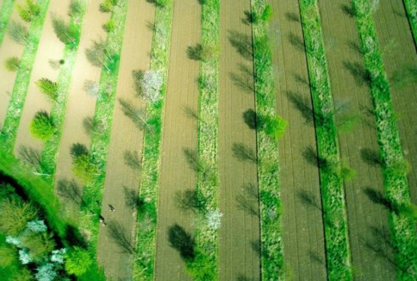 Op deze luchtfoto zijn de stroken met bomen goed te zien waartussen de akkerbouw- of groentegewassen geteeld kunnen worden. Op deze luchtfoto zijn de stroken met bomen goed te zien waartussen de akkerbouw- of groentegewassen geteeld kunnen worden.