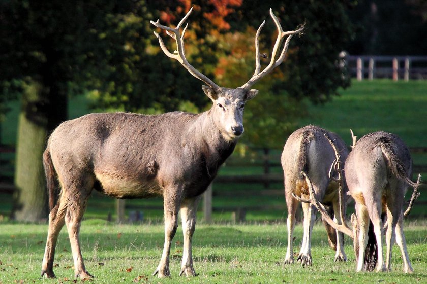 Pere_David_Deer_-_Woburn_Deer_Park_(5115883164).jpeg Pere_David_Deer_-_Woburn_Deer_Park_(5115883164).jpeg