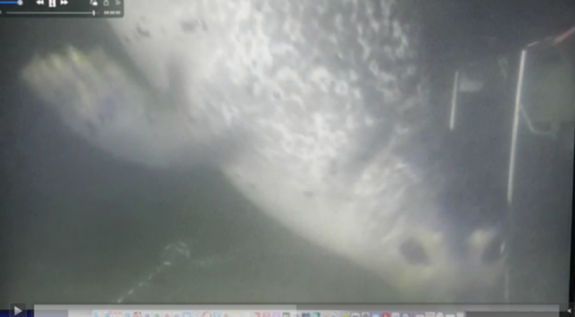 A visit by a curious seal was recorded by the Biodiversity Sensing Box A visit by a curious seal was recorded by the Biodiversity Sensing Box
