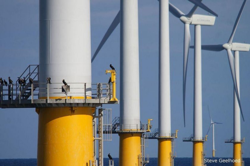 Cormorants in a wind farm (photo: Steve Geelhoed) Cormorants in a wind farm (photo: Steve Geelhoed)