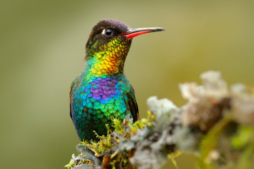 shutterstock_660194176 vogel.jpg shutterstock_660194176 vogel.jpg