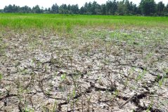Subsidence and salinisation of the soil on a rice plantation in the Mekong Delta. Foto: Shutterstock.com Subsidence and salinisation of the soil on a rice plantation in the Mekong Delta. Foto: Shutterstock.com