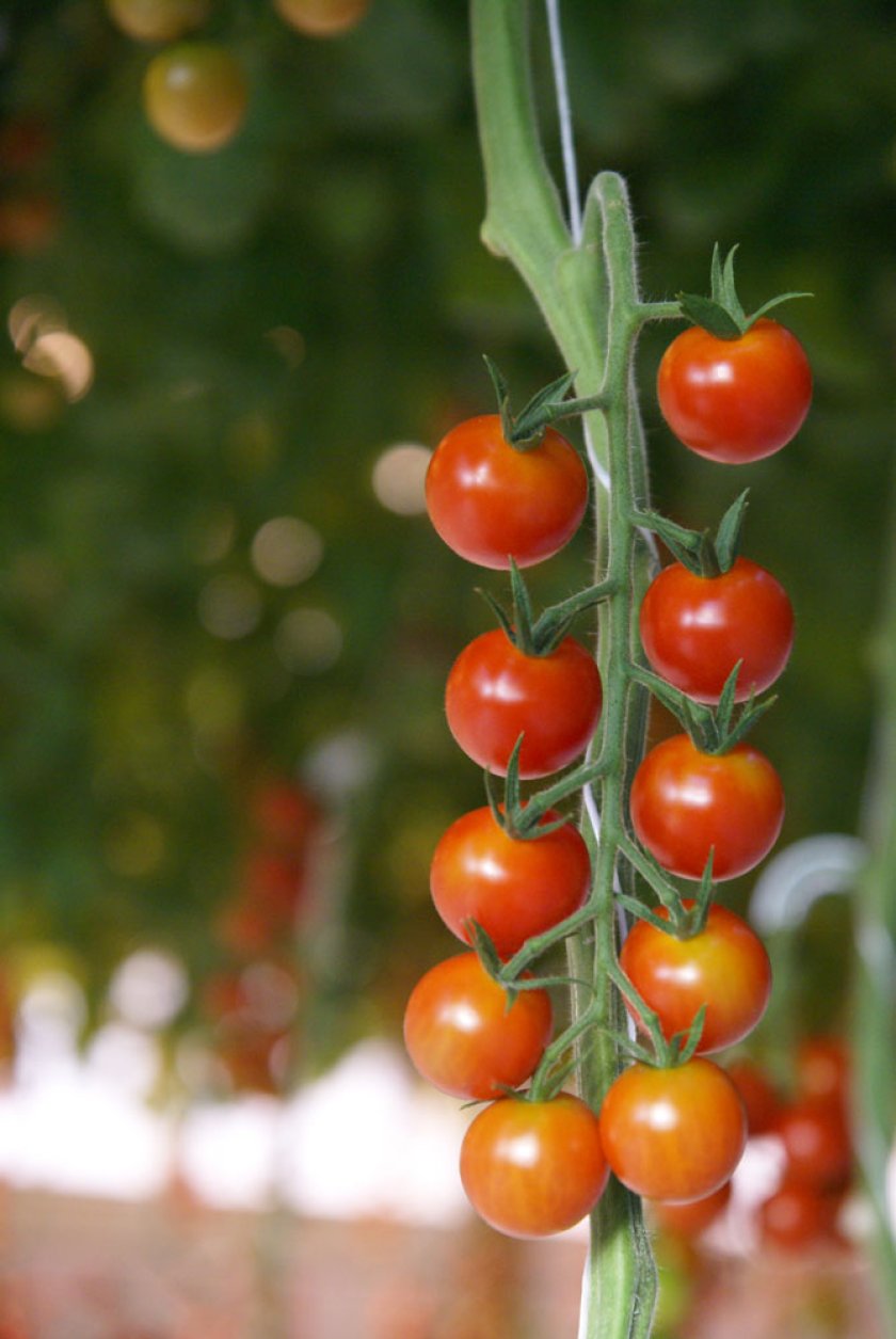 cherry-tomato_Jan-Janse-1000.jpg cherry-tomato_Jan-Janse-1000.jpg