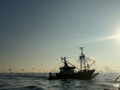 Shrimp trawler on its way to the Hollandse Kust Zuid wind farm. Photo: WUR Shrimp trawler on its way to the Hollandse Kust Zuid wind farm. Photo: WUR