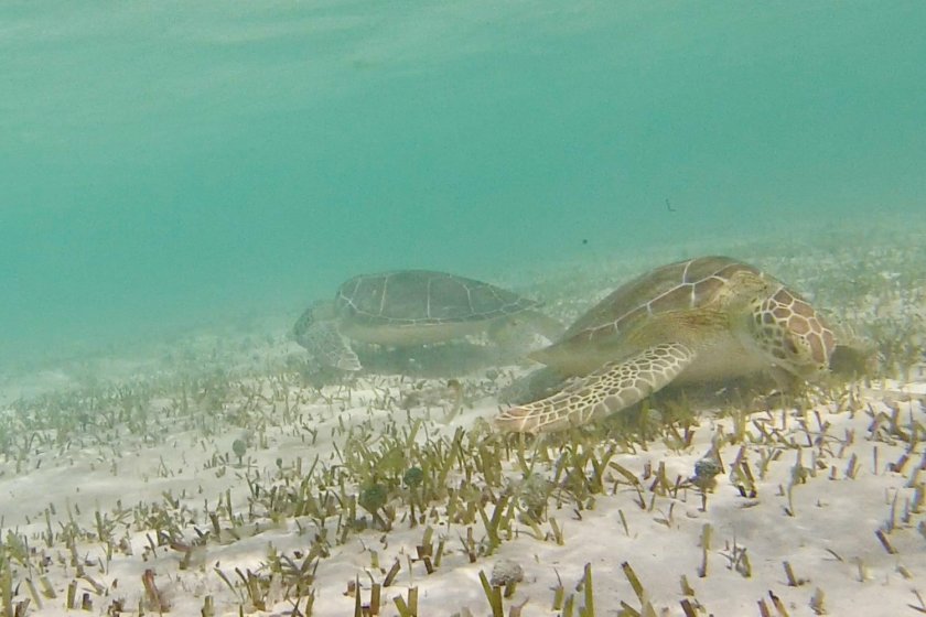Grazende zeeschildpadden. Foto: Fee Smulders Grazende zeeschildpadden. Foto: Fee Smulders