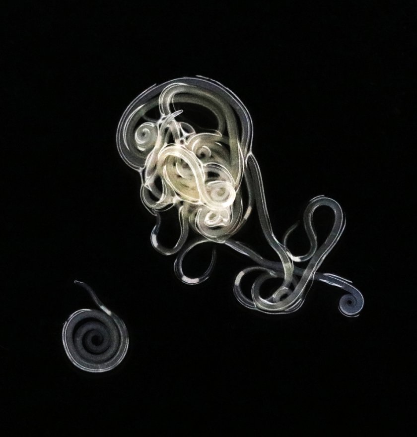 Anisakis, the herring worm Anisakis, the herring worm