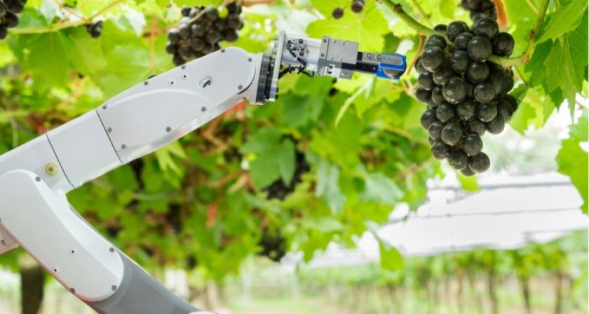 A robot is independently harvesting grapes (Image: Shutterstock) A robot is independently harvesting grapes (Image: Shutterstock)