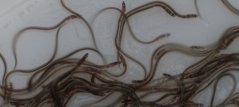Glass Eels develop pigment as they grow into their next stadium: elver. Glass Eels develop pigment as they grow into their next stadium: elver.
