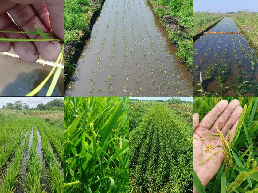 from left to right and top to bottom: Rice plant, rice field in May – June – July – August, rice grains in September from left to right and top to bottom: Rice plant, rice field in May – June – July – August, rice grains in September