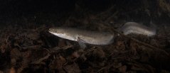 Eel in the dark depths Eel in the dark depths