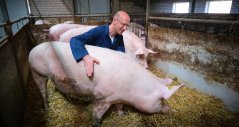 Researcher Herman Vermeer in the pig barn Researcher Herman Vermeer in the pig barn