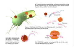 The CRISPR-Cas mechanism was discovered in E. col. This bactterium uses the mechanism as a defence against viruses. The CRISPR-Cas mechanism was discovered in E. col. This bactterium uses the mechanism as a defence against viruses.