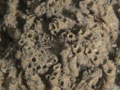 Sabellaria worms (sand tube worms) contribute to sandstone reefs, natural 3D structures in the North Sea. Image: Oscar Bos. Sabellaria worms (sand tube worms) contribute to sandstone reefs, natural 3D structures in the North Sea. Image: Oscar Bos.