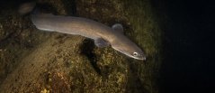 A silver eel: an eel that reached its 'puberty' phase and starts its migration towards sea A silver eel: an eel that reached its 'puberty' phase and starts its migration towards sea