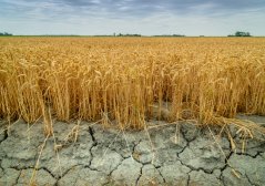 shutterstock_1145270459 droogte.jpg shutterstock_1145270459 droogte.jpg