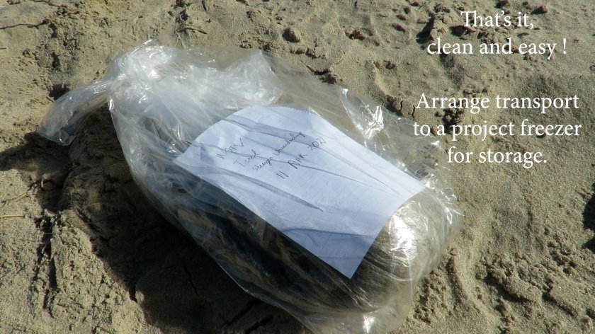 Beached fulmar ready for freezer storage and later autopsy. Beached fulmar ready for freezer storage and later autopsy.