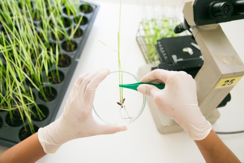 Drought tolerant rice is in the public interest as it helps farmers adjust to climate change and their product will feed people. Drought tolerant rice is in the public interest as it helps farmers adjust to climate change and their product will feed people.
