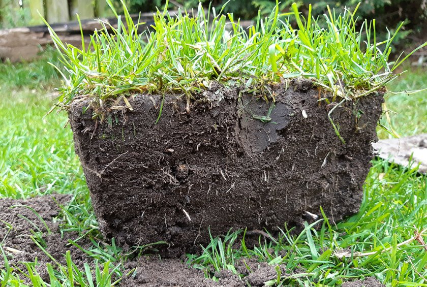 Koolstofopslag in grasvelden zit zowel in de in ondergrondse delen (bodem en wortels) als in de bovengrondse delen Koolstofopslag in grasvelden zit zowel in de in ondergrondse delen (bodem en wortels) als in de bovengrondse delen