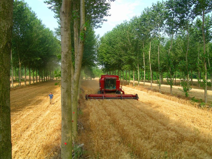 Tarwe – populier agroforestry systeem, Zuid Frankrijk (foto: Christian Dupraz) Tarwe – populier agroforestry systeem, Zuid Frankrijk (foto: Christian Dupraz)