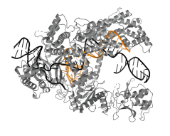 In de afgelopen jaren heeft Swarts al verschillende immuunsystemen onderzocht. Een van deze systemen, CRISPR-Cas12a, wordt momenteel gebruikt om COVID-19 te detecteren. CRISPR-Cas12a (grijs) kan geprogrammeerd kan worden met een gids-RNA (oranje) om zo een stukje DNA (zwart) te herkennen en kapot te knippen (foto credits: Daan Swarts).