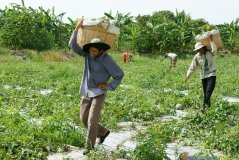 Farmers on a watermelon plantation in the Mekong Delta. Photo: Xuanhuongho / Shutterstock.com Farmers on a watermelon plantation in the Mekong Delta. Photo: Xuanhuongho / Shutterstock.com