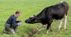 Adriaan Antonis of Wageningen Bioveterinary Research performs a field study into the liver fluke snail that thrives in wet grassland and poses a health risk to cows Adriaan Antonis of Wageningen Bioveterinary Research performs a field study into the liver fluke snail that thrives in wet grassland and poses a health risk to cows