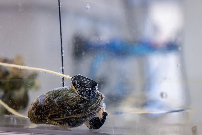 Sensors measure animals energy levels Sensors measure animals energy levels
