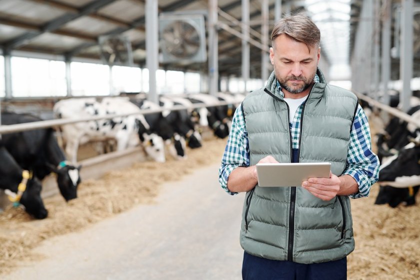 A cow farmer on his tablet A cow farmer on his tablet