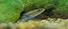 Young eel on the river bottom Young eel on the river bottom